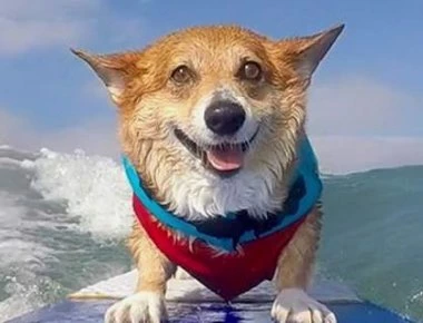 Δείτε το σκύλο- surfer που έχει τρελάνει το Instagram (φωτο- βίντεο)